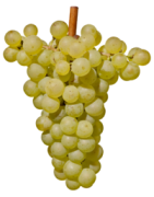 Chardonnay