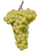 Pinot Blanc