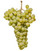 Veltliner